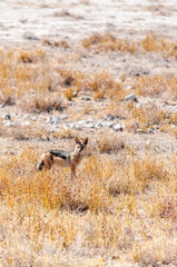 A side-striped Jackal -Canis Adustus- hunting for prey in Etosha National Park, Namibia.