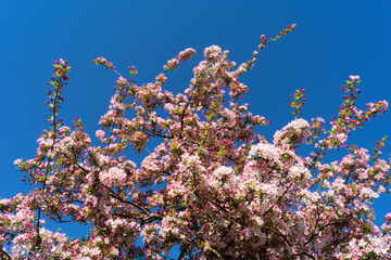 Spring cherry tree with pink blossoms.