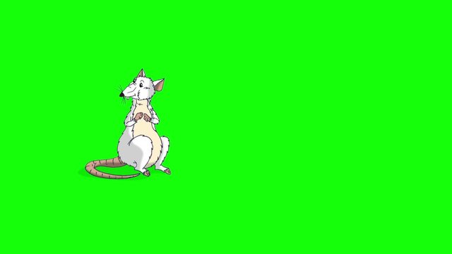 The white rat comes, sniffs and leaves animation Chroma Key