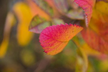 bright juicy colors of autumn, rosehip leaves, autumn composition