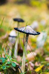 toadstool mushrooms growing in the meadow, bright juicy colors of autumn, autumn composition, selective focus