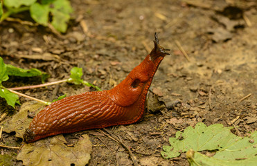 slug on the ground elevating head