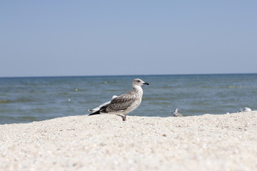 Little bird on the sea beach