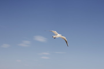 Fototapeta na wymiar Little bird on the sea beach