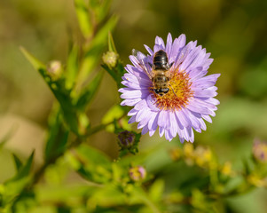 bee on violet daisy