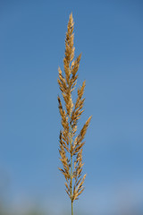 dry grass against the sky