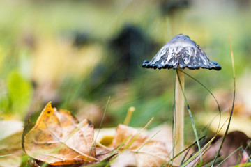 toadstool mushrooms growing in the meadow, bright juicy colors of autumn, autumn composition, selective focus