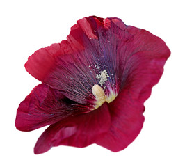 Maroon flower mallow isolated on a white background