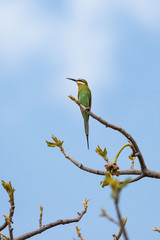 Colorful green bird with a long beak sitting on a branch, Kaokoland, Namibia, Africa