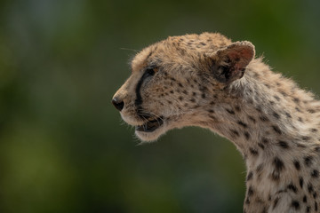 Close-up of female cheetah sitting in profile