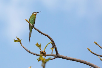 Colorful green bird with a long beak sitting on a branch, Kaokoland, Namibia, Africa