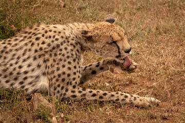 Close-up of female cheetah lying licking paw
