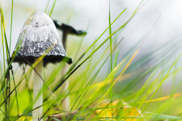 toadstool mushrooms growing in the meadow, bright juicy colors of autumn, autumn composition, selective focus