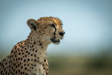 Close-up of female cheetah sitting in profile