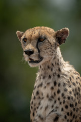 Close-up of female cheetah sitting staring ahead