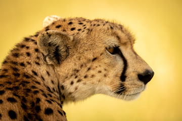 Close-up of female cheetah sitting turning head