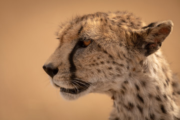 Close-up of female cheetah staring left intently