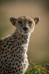 Close-up of female cheetah watching camera