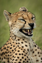 Close-up of female cheetah yawning in grass