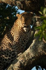 Close-up of female leopard climbing leafy tree