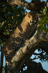 Close-up of female leopard in leafy branches