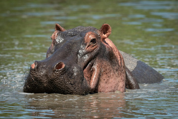 Close-up of hippo facing camera in pool