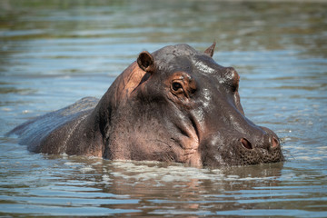 Close-up of hippo eyeing camera in river
