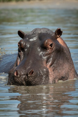Close-up of hippo facing camera in river