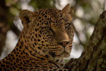 Close-up of leopard head in shady tree