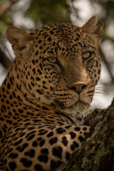 Close-up of leopard head on shady branch