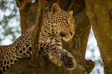 Close-up of leopard in tree looking right
