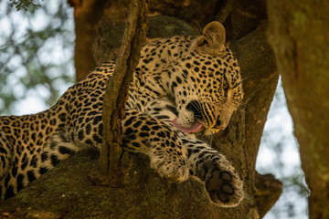 Close-up of leopard licking leg on branch