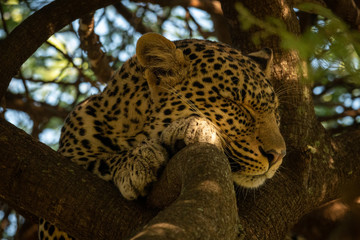 Close-up of leopard lying asleep in branches