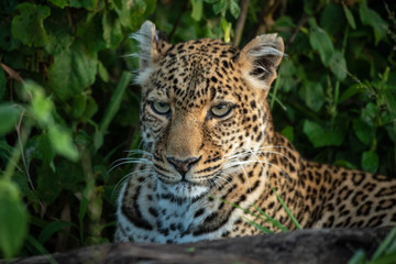 Fototapeta na wymiar Close-up of leopard lying down in bushes