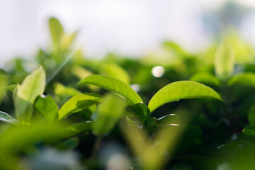 green leaf under the sun light.