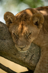 Close-up of lion cub asleep on branch