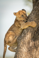 Fototapeta premium Close-up of lion cub awkwardly climbing tree