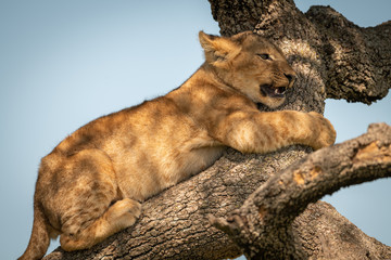 Naklejka premium Close-up of lion cub hugging tree branch