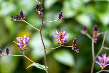 Flower of Japanese toadlily are start to bloom in Fukuoka city, JAPAN.