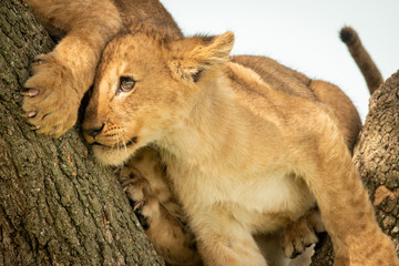 Close-up of lion cub leaning against another