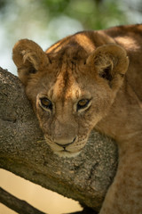 Close-up of lion cub lying in tree