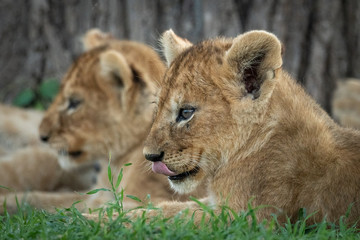Obraz na płótnie Canvas Close-up of lion cub lying licking lips