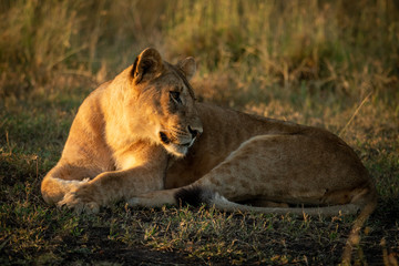 Fototapeta na wymiar Close-up of lion cub lying looking back