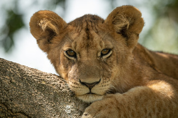 Close-up of lion cub lying on branch