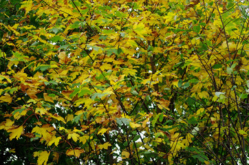 green, yellow and brown autumn leaves