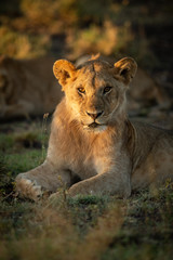 Close-up of lion cub lying watching camera