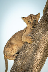Fototapeta premium Close-up of lion cub on tree trunk