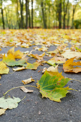 Yellow autumn maple leaves on the park ground.