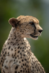 Close-up of sitting female cheetah turning head