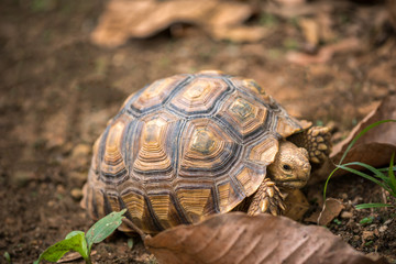 Turtle walks on the dry leaves in the forest. Concept of wildlife in the tropical forest.